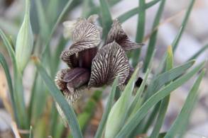 iris_acutiloba_lineolata3.JPG