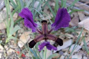 iris_elegantissima2.JPG