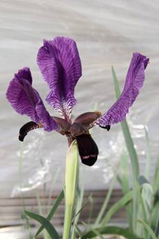 iris_elegantissima4.JPG