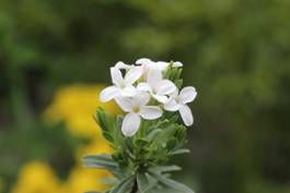 daphne_cneorum_pygmea_ALBA3.JPG